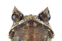 Asian Horned Frog (Megophrys nasuta), native to Asia