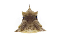 Helmet Cowfish (Tetrosomus gibbosus), Red Sea