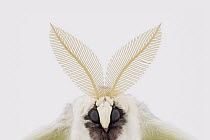Luna Moth (Actias luna) male, native to North America