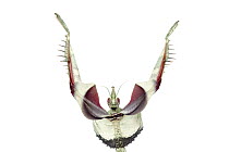 Devil's Praying Mantis (Idolomantis diabolica) female in defensive posture, native to Africa