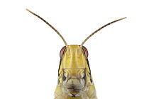 Desert Locust (Schistocerca gregaria), native to Africa
