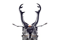 Stag Beetle (Prosopocoilus giraffa), native to Asia