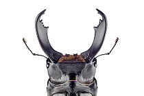 Giant Stag Beetle (Dorcus titanus), native to Asia