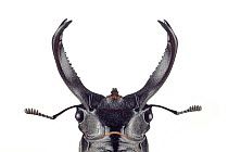 Stag Beetle (Hexarthrius buqueti), native to Java
