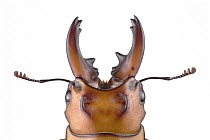 Stag Beetle (Prosopocoilus occipitalis), native to Asia