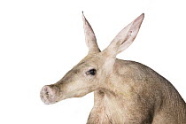 Aardvark (Orycteropus afer), native to Africa