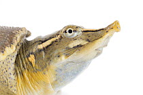 Florida Softshell Turtle (Apalone ferox), native to North America