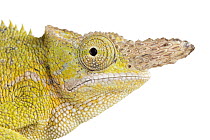 Giant Fischer Chameleon (Bradypodion fischeri), native to eastern Africa