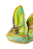 Veiled Chameleon (Chamaeleo calyptratus) male, native to Middle East