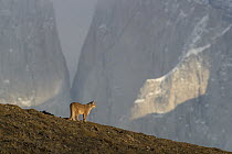 Mountain Lion (Puma concolor), Torres del Paine National Park, Patagonia, Chile