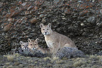 Mountain Lion (Puma concolor) mother and cubs at cave, Torres del Paine National Park, Patagonia, Chile