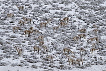 Guanaco (Lama guanicoe) herd grazing in winter, Torres del Paine National Park, Patagonia, Chile