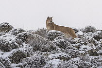 Mountain Lion (Puma concolor) female in snow, Torres del Paine National Park, Patagonia, Chile
