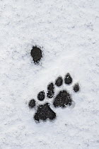 Mountain Lion (Puma concolor) tracks in snow, Torres del Paine National Park, Patagonia, Chile