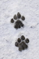 Mountain Lion (Puma concolor) tracks in snow, Torres del Paine National Park, Patagonia, Chile