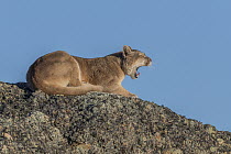 Mountain Lion (Puma concolor) female yawning, Torres del Paine National Park, Patagonia, Chile