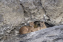 Mountain Lion (Puma concolor) mother and cub, Torres del Paine National Park, Patagonia, Chile
