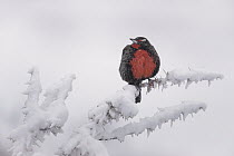 Long-tailed Meadowlark (Leistes loyca) in winter, Torres del Paine National Park, Patagonia, Chile