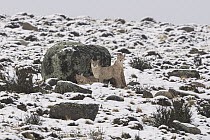 Mountain Lion (Puma concolor) mother and cubs in snow, Torres del Paine National Park, Patagonia, Chile