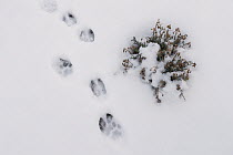 Mountain Lion (Puma concolor) stepping into Guanaco (Lama guanicoe) tracks in snow during stalk, Torres del Paine National Park, Patagonia, Chile