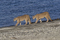 Mountain Lion (Puma concolor) sub-adult sisters on shoreline, Torres del Paine National Park, Patagonia, Chile