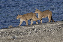 Mountain Lion (Puma concolor) sub-adult sisters playing on shoreline, Torres del Paine National Park, Patagonia, Chile