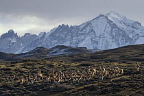 Guanaco (Lama guanicoe) herd and mountains, Paine Massif, Torres del Paine, Torres del Paine National Park, Patagonia, Chile
