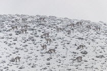 Guanaco (Lama guanicoe) herd grazing in winter, Torres del Paine National Park, Patagonia, Chile