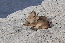 Mountain Lion (Puma concolor) cub licking mother, Torres del Paine National Park, Patagonia, Chile
