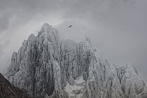Andean Condor (Vultur gryphus) flying near mountains, Cordillera Paine, Torres del Paine National Park, Patagonia, Chile