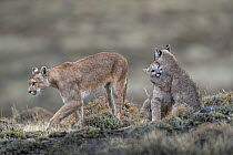 Mountain Lion (Puma concolor) mother and four month old cubs playing, Torres del Paine National Park, Patagonia, Chile