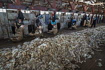 Domestic Sheep (Ovis aries) shearing, Cerro Castillo, Patagonia, Chile