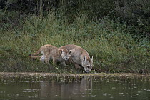 Mountain Lion (Puma concolor) mother and cub drinking, Torres del Paine National Park, Patagonia, Chile