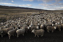 Domestic Sheep (Ovis aries) flock, Cerro Castillo, Patagonia, Chile