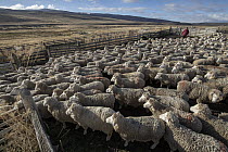 Domestic Sheep (Ovis aries) flock, Cerro Castillo, Patagonia, Chile