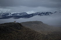 Guanaco (Lama guanicoe) in morning fog, Torres del Paine National Park, Patagonia, Chile