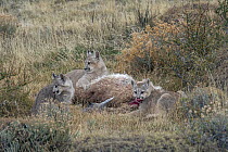 Mountain Lion (Puma concolor) four month old cubs feeding on Guanaco (Lama guanicoe) kill, Torres del Paine National Park, Patagonia, Chile