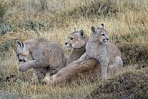 Mountain Lion (Puma concolor) mother with four month old cubs, Torres del Paine National Park, Patagonia, Chile
