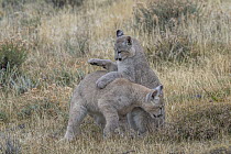 Mountain Lion (Puma concolor) four month old cubs playing, Torres del Paine National Park, Patagonia, Chile