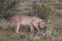 Mountain Lion (Puma concolor) male caching Lesser Rhea (Rhea pennata) kill, Torres del Paine National Park, Patagonia, Chile