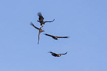 Andean Condor (Vultur gryphus) pair fighting while flying, Torres del Paine National Park, Patagonia, Chile