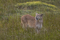 Mountain Lion (Puma concolor) female scenting, Torres del Paine National Park, Patagonia, Chile