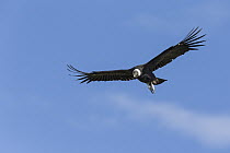 Andean Condor (Vultur gryphus) flying, Torres del Paine National Park, Patagonia, Chile