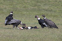 Andean Condor (Vultur gryphus) feeding on Domestic Cattle (Bos taurus) calf carcass, Patagonia, Chile