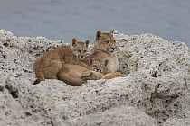Mountain Lion (Puma concolor) mother and young cubs, Torres del Paine National Park, Patagonia, Chile