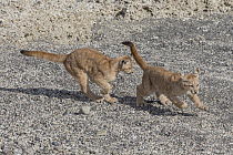 Mountain Lion (Puma concolor) young cubs playing, Torres del Paine National Park, Patagonia, Chile