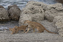 Mountain Lion (Puma concolor) mother with young cubs, Torres del Paine National Park, Patagonia, Chile