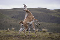 Guanaco (Lama guanicoe) males fighting, Torres del Paine National Park, Patagonia, Chile