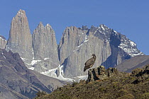 Andean Condor (Vultur gryphus) juvenile and mountains, Torres del Paine, Torres del Paine National Park, Patagonia, Chile