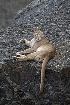 Mountain Lion (Puma concolor) sub-adult male, Torres del Paine National Park, Patagonia, Chile